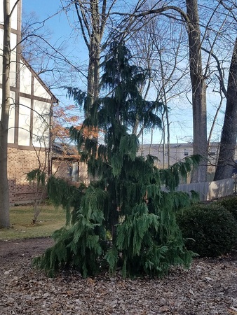 Cedar, the Evergreen Tree of Life – The Northwest School of