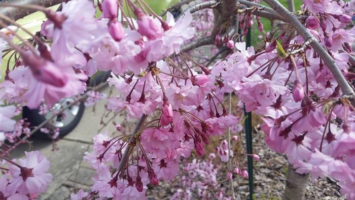 Flowering Cherry's