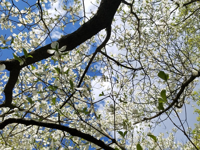 Spring Flowering Dogwood